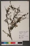 Spiraea tarokoensis Hayata 太魯閣繡線菊