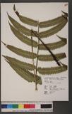 Dryopteris scottii (Bedd.) Ching v