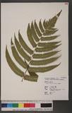 Dryopteris scottii (Bedd.) Ching v