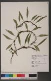 Lemmaphyllum rostrata (Beddome) Tagawa P