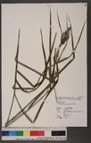 Scleria terrestris (L.) Fassett 陸生珍珠茅