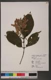 Wendlandia uvariifolia Hance A