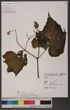 Begonia formosana (Hayata) Masamune n}