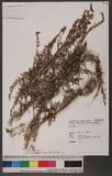 Artemisia indica Willd. 