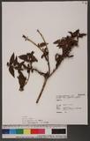 Viburnum urceolatum Sieb. et Zucc. 臺灣莢迷