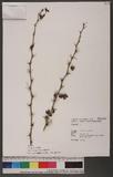 Ribes formosanum H...