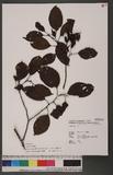 Alnus formosana (Burkill ex Forbes & Hemsl.) Makino 臺灣赤楊