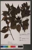 Elaeocarpus japonicus Sieb. & Zucc. 