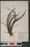 Carex dolichostachya Hayata subsp. trichosperma (Ohwi) T. Koyama 阿里山宿柱薹