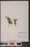 Anaphalis nepalensis (Spreng.) Hand.-Mazz. yţ­