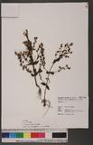 Swertia randaiensis Hayata