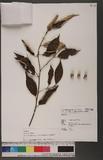 Styrax formosana Matsum. var. hayataiana (Perkins) Li K[