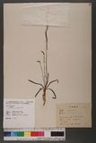 Spiranthes sinensis (Per.) Ames 綬草
