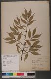 Prunus phaeosticta (Hance) Maxim. 黑星櫻