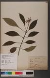 Ophiorrhiza japonica Blume Dگ