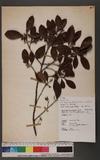 Litsea elongata (Wall. ex Nees) Benth. & Hook. f. var. mushaensis (Hayata) J. C. Liao l