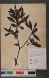 Daphne arisanensis Hayata s筻