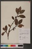 Cleyera japonica Thunb. var. lipingensis (Hand.-Mazz.) Kobuski GH