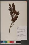 Cleyera japonica Thunb. var. lipingensis (Hand.-Mazz.) Kobuski GH
