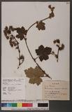 Rubus laciniatostipulatus Hayata ex Koidz. иa_l