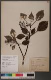 Trochodendron aralioides Sieb. & Zucc. 