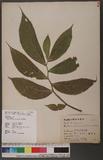 Elatostema platyphyllum Wedd. rjNM