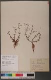 Hypericum japonicum Thunb. ex Murray aկ