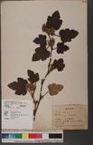 Rubus formosensis ...