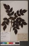 Mahonia japonica (...