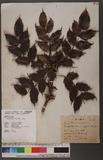 Mahonia japonica (Thunb.) DC. Qj\