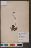 Gynura japonica (Thunb.) Juel.