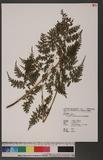 Dryopteris reflexipinna Hayata s`Ƹտ