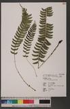 Polystichum acutidens Christ OFտ