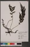 Vandenboschia nasaena (Christ) Ching |~