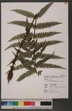 Polystichum biaristatum (Blume) Moore Gyտ