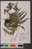 Athyrium silvicola Tagawa 高山蹄蓋蕨