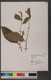 Achyranthes sp.