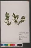 Selaginella repanda (Desv.) Spring f