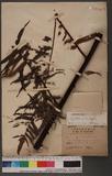 Cyathea podophylla (Hook.) Copel. 