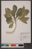 Melicope triphylla...