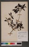 Decaspermum gracilentum (Hance) Merr. & Perry Ql