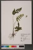 Lindsaea javanensis Blum. T