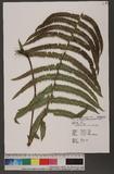 Cyclosorus aridus (D. Don) Tagawa Kp