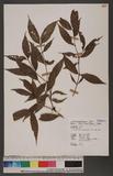Damnacanthus subspinosus Hand. -Mazz. u
