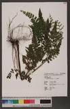 Lindsaea javanensis Blum. T