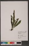 Lepisorus tosaensis (Makino) H. Ito ˸