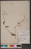 Persicaria longiseta (Bruijn) Moldenke