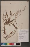 Persicaria longiseta (Bruijn) Moldenke