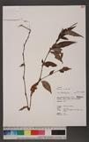 Persicaria posumbu (Buchanan-Hamilton ex D. Don) H. Gross