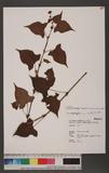 Persicaria thunbergii (Siebold & Zucc.) H. Gross